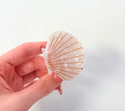Seashell clips