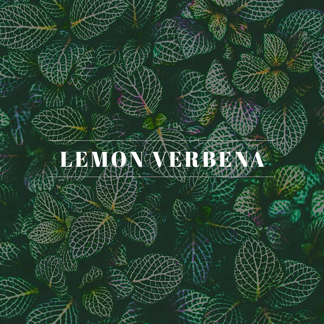 Orleans home fragrance - Lemon Verbena